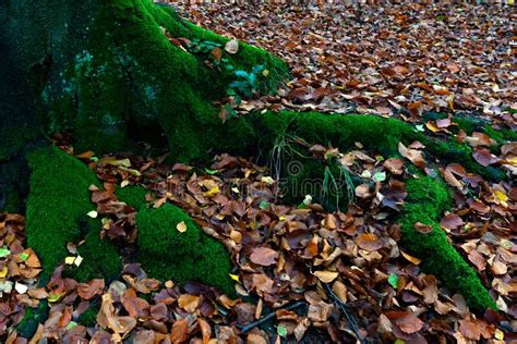 Tree Roots Covered With Green Moss Surrounded By Yellow Foliage Of