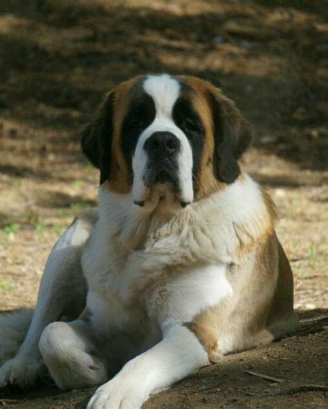 San Bernardo Mi Raza De Perritos Favorita Dogs St Bernard Dogs Puppies