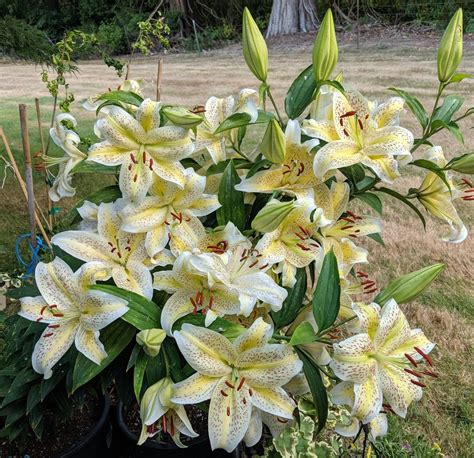 Lily Lilium Cats Eye In The Lilies Database
