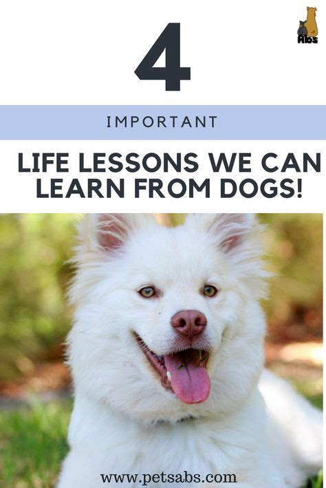 4 Important Lessons We Can Learn From The Lives Of Dogs Dogs Life