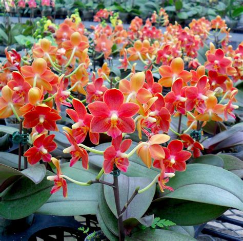Ten Of The Most Beautiful Orchid Flowers Orchidaceous