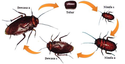 Metamorfosis tidak sempurna adalah salah satu dari jenis metamorfosis di mana serangga menetas dari telur kemudian melewati beberapa tahap nimfa hingga dewasa dan tidak melewati fase perubahan yang signifikan. Siklus Hidup Hewan | Mikirbae.com