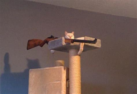 Cat Holding Gun Blank Template Imgflip