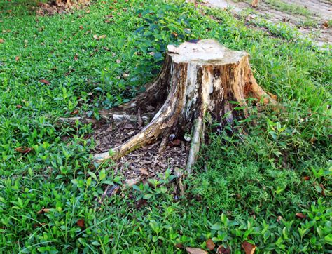 How To Rot A Tree Stump Quickly 7 Steps For Rotting A Tree Stump In