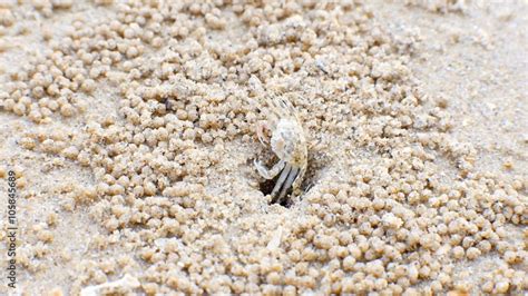 Sand Crab Digging Sand Balls Around Burrow At Tropical Beach Of Thailand Stock Video Adobe Stock