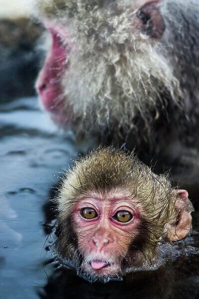 Poster Print Of Baby Snow Monkey Sticking Out Tongue Available As