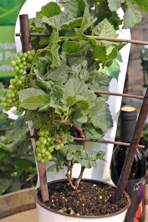 Growing Grapes In Containers How To Grow Grapes In Pots And Care