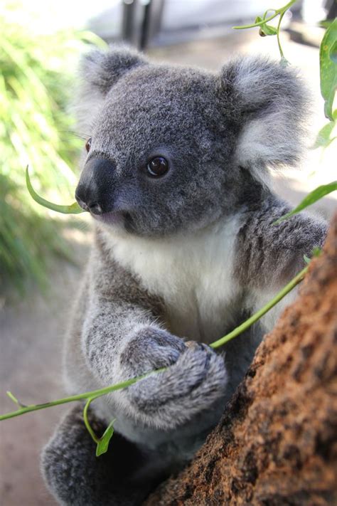 Sowohl eora als auch gooni brachten nach rund 34 tagen schwangerschaft gummibärchenkleine. Kissing Koalas at Taronga Zoo - ZooBorns