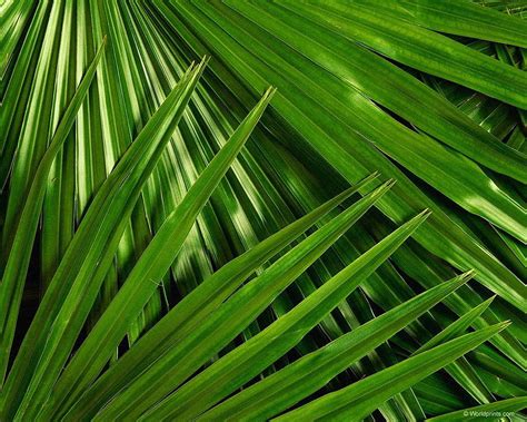 Adorable Palm Sunday Palm Sunday Backgrounds Palm Leaves Hd