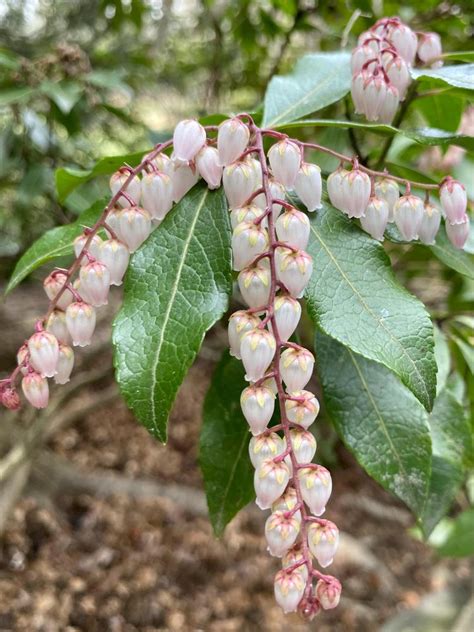Photo Of The Bloom Of Japanese Andromeda Pieris Japonica Dorothy