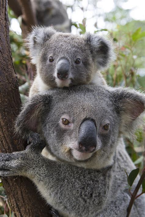 koala mother and joey australia photograph by suzi eszterhas