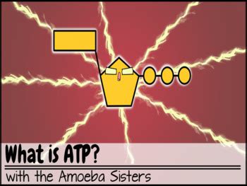 Some of the worksheets displayed are pedigree work with answer key, amoeba sisters pedigrees work answers, pedigree work answers key pdf, pedigree work answer key, pedigree work a answer. ATP Recap ANSWER KEY by the Amoeba Sisters (Amoeba Sisters ...