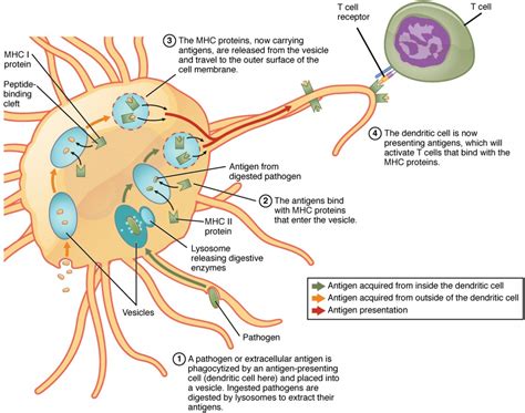 The Adaptive Immune Response T Lymphocytes And Their Functional Types