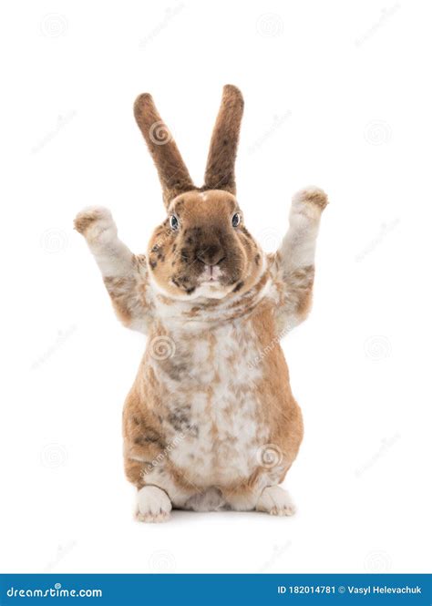 Rabbit With Raised Paws For Setting Your Content Is Isolated On A White