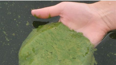 See full list on nualgiponds.com Bromont to use clay mixture to stave off blue-green algae ...