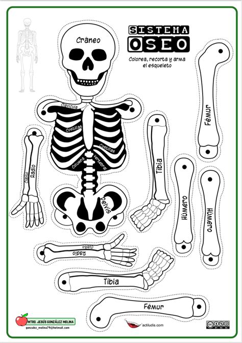 El Sistema óseo Recortable Actiludis