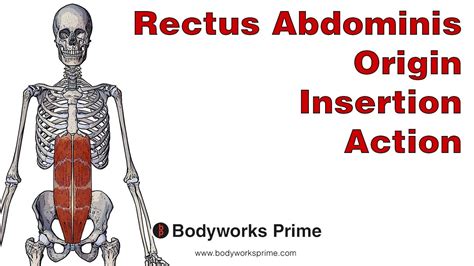 Rectus Abdominis Anatomy Origin Insertion And Action Youtube
