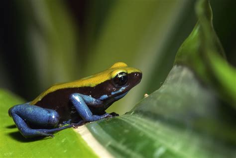 Verified Examples Of Mutualism In Tropical Rainforest