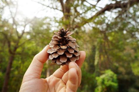 A Hand Holding Pinus Kesiya Cone On Nature Background Pine Cone Stock