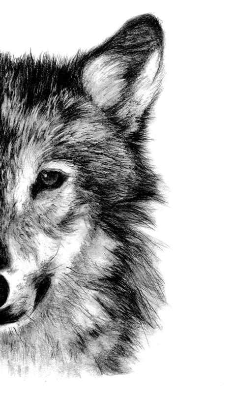 Gray Wolf Drawing Pencil Sketch Wolf Png Download 564959 Free
