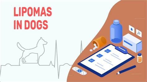 Lipomas In Dogs Symptoms Treatment And Prevention Petmoo