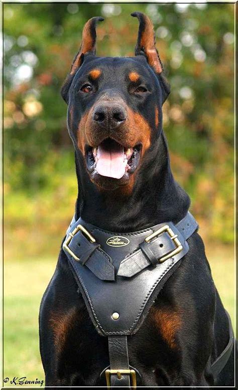 Agitation Protection Attack Leather Dog Harness Perfect For Your