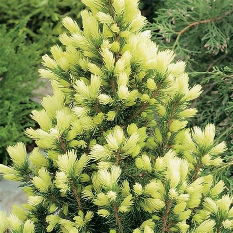 Picea Glauca Daisys White Compact Evergreen Conifer Garden Plant