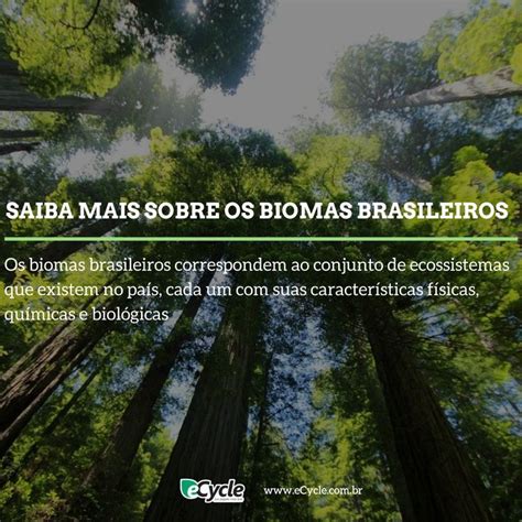 Saiba Mais Sobre Os Biomas Brasileiros Ecycle Bioma Brasileiro