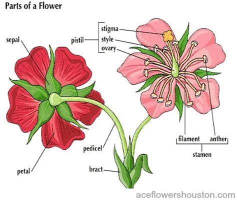 Maybe you would like to learn more about one of these? Flowers are important in making seeds. Flowers can be made ...