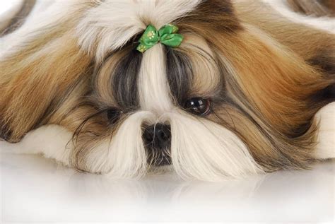 What You Need To Know About The Shih Tzu Chihuahua Mix K9 Web