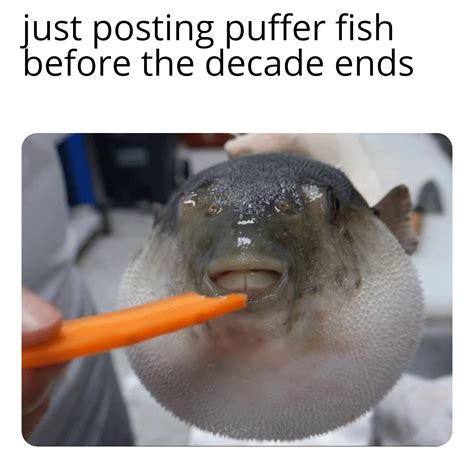 Puffer Fish One More Time Before The Decade Ends Rmemes