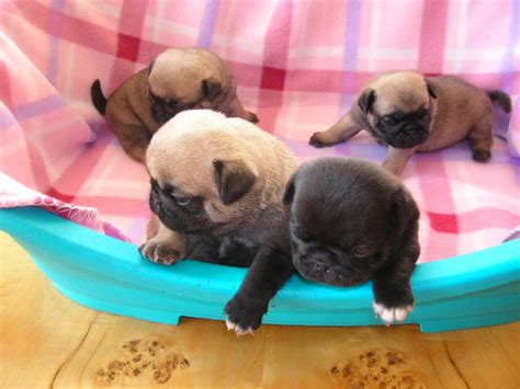 Pug Pups In Group 50 Comments