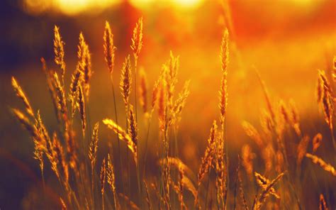 Fond Décran Lumière Du Soleil Paysage Aliments Le Coucher Du