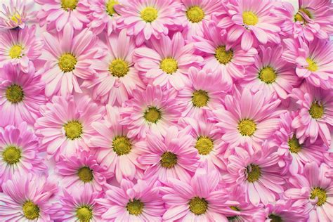 Nature pictures of flowers and butterflies for iphone and android. #4600205 #background, #flowers, #pink, #daisies, #pink, # ...