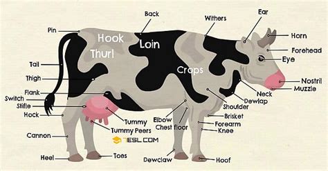 Scientific Cow Diagram Album On Imgur