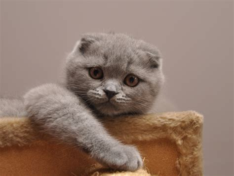 File:Scottish Fold lila.jpg