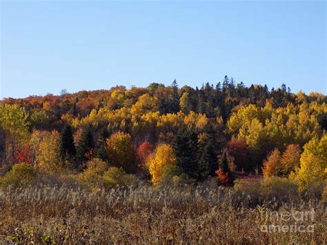 An Autumn Hillside Photograph By William Tasker