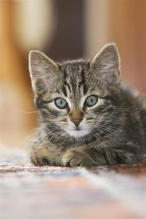 Domestic Cat Felis Catus Kitten Photograph By Konrad Wothe Pixels