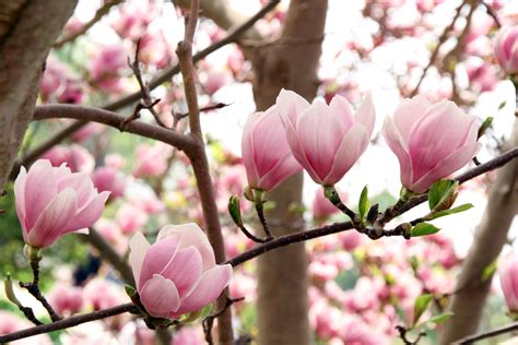 Thetreecenter.com has been visited by 10k+ users in the past month Pink Magnolia flowers in bloom - Ping's Tree Service