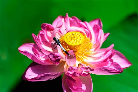 Dragonfly Orthetrum Albistylum On Lotus Flower 蓮にとまるシオ Flickr
