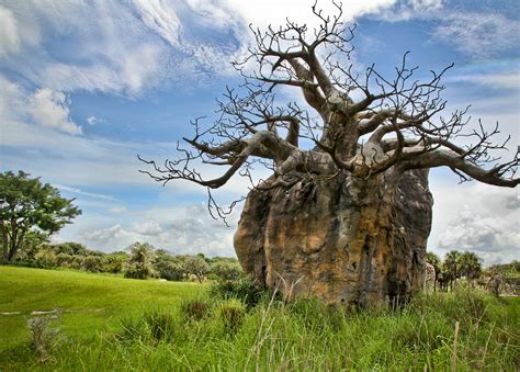 Upside Down Tree By Bruce Valentine Photo 23572125 500px