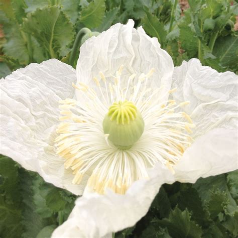 Poppy Peshawar White Organic Seeds