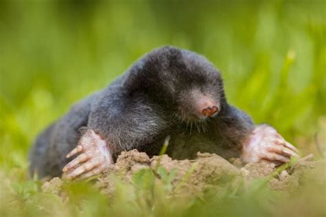 10 Most Common Animals That Dig Holes In Yards