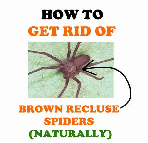 How To Get Rid Of Brown Recluse Spiders Naturally Bugwiz