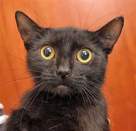 Frightened Cat Stock Photo Image Of Furry Black Kitten 29437128
