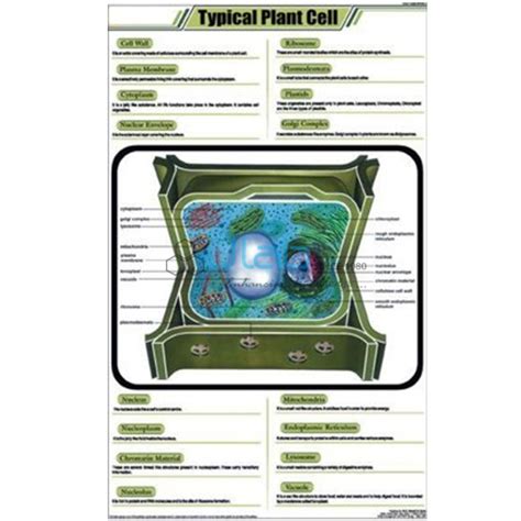 Plant Cell Mitosis Chart India Plant Cell Mitosis Chart Manufacturer