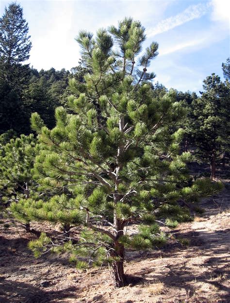 Rocky Mountain Bushcraft Rocky Mountain Tree Identification Ponderosa