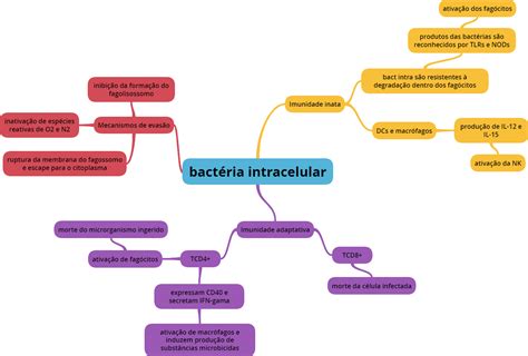 Mapa Mental Bactéria Intracelular Imunologia