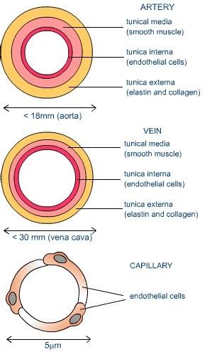 Class diagrams are the most common and easy way to depict the basics of a system's design. Human Respiratory and Cardiac Systems: Describe the ...