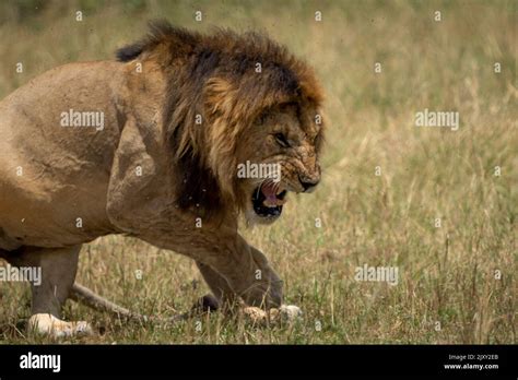 Angry Male Lion Stock Photo Alamy